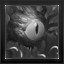Queening icon